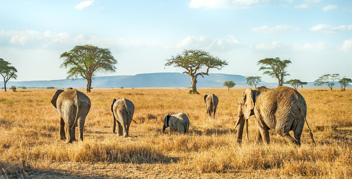 blt80b6520372138ec8-tansania-serengeti-elefanten-g-1141711907.jpg tansania-serengeti-elefanten-g-1141711907.jpg