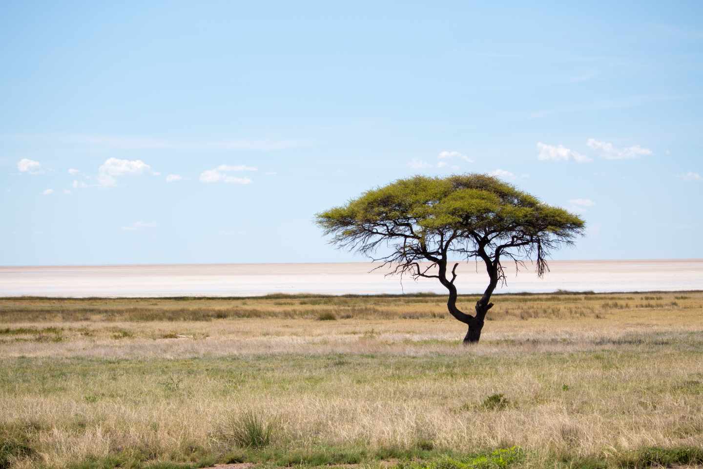 namibia-etosha-park-dornbaum-g-179035882.jpg