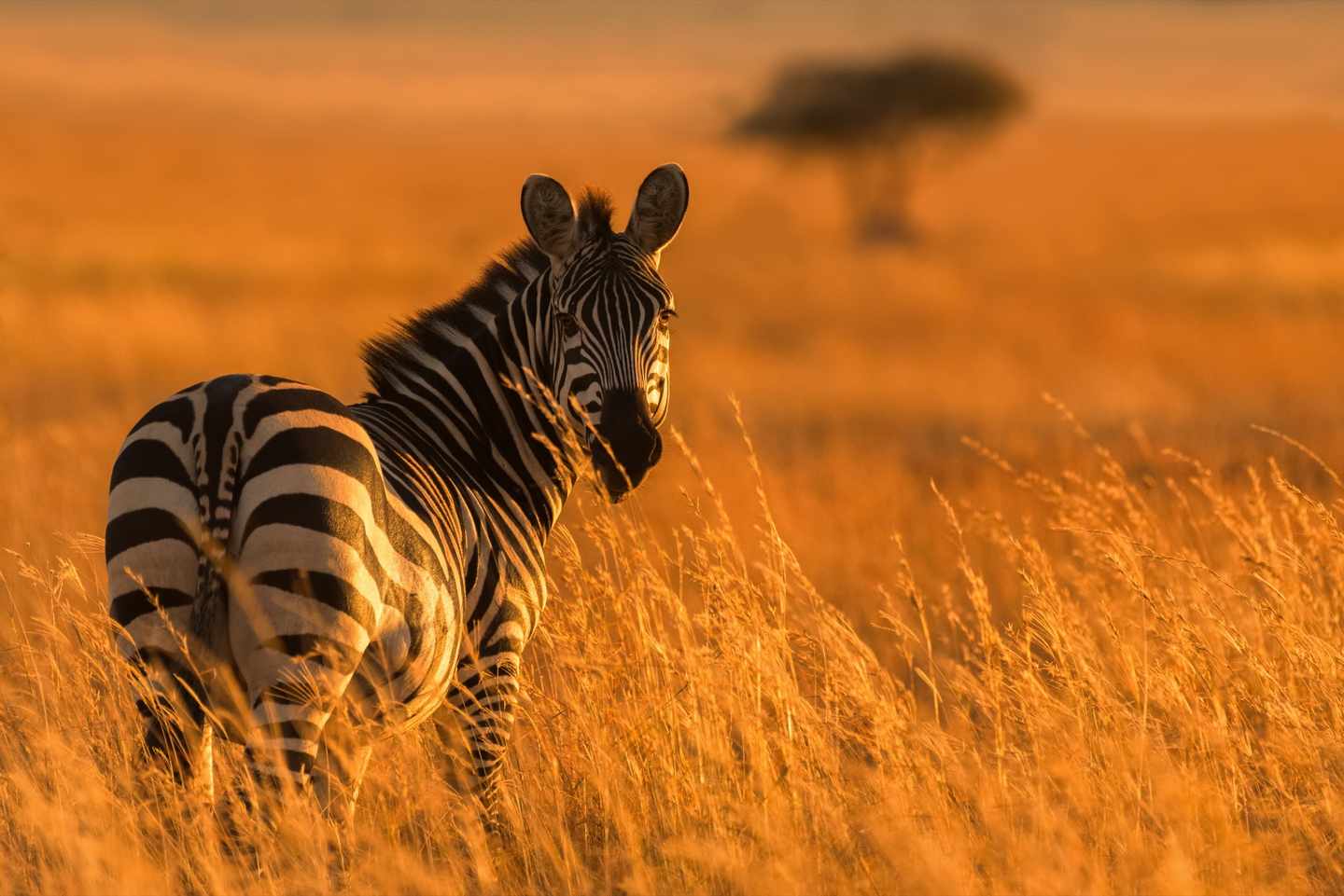 tansania-serengeti-zebra-t-843315588.jpg