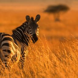 tansania-serengeti-zebra-t-843315588.jpg