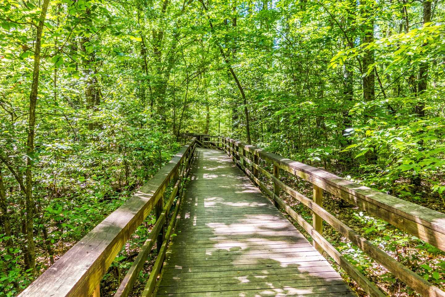 usa-south-carolina-congaree-nationalpark-t-477728762.jpg