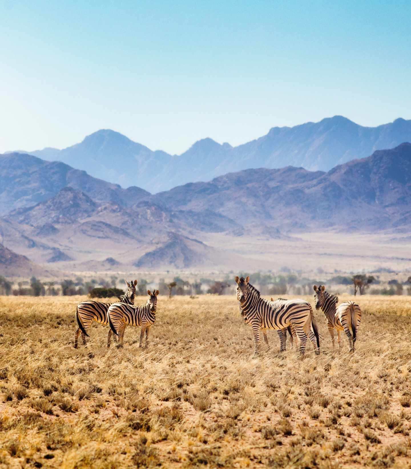 namibia-zebras-steppe-berge-hintergrund-g-1148061675.jpg