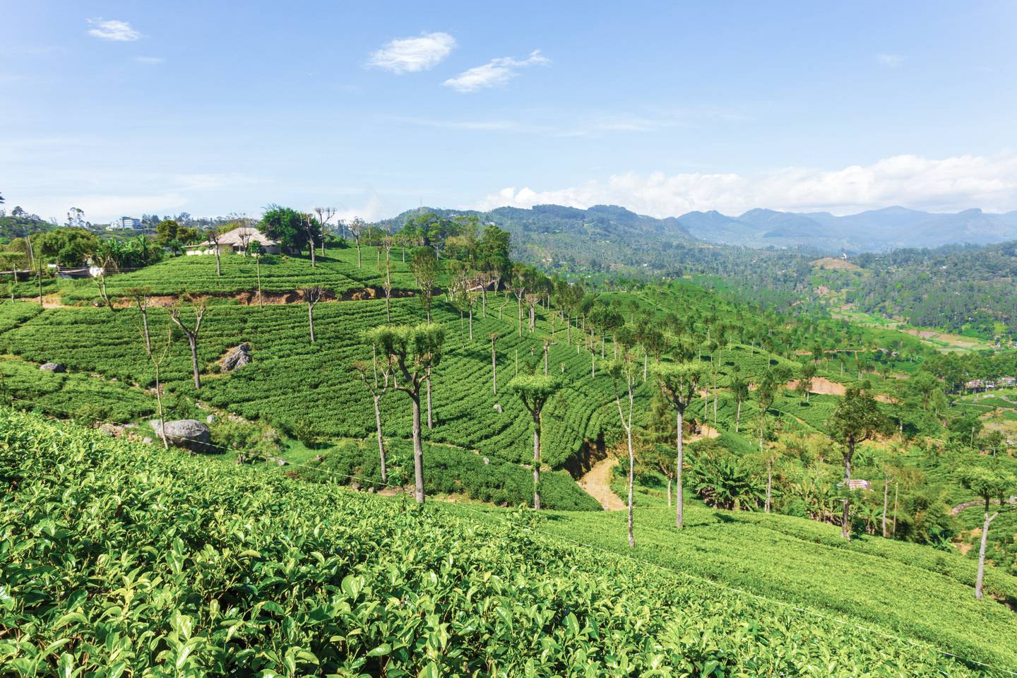 blt22dcd5d3857c067c-Sri-Lanka-Haputale-Highland-Tea-Plantation-g-639881456.jpg Sri-Lanka-Haputale-Highland-Tea-Plantation-g-639881456.jpg