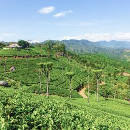Sri-Lanka-Haputale-Highland-Tea-Plantation-g-639881456.jpg