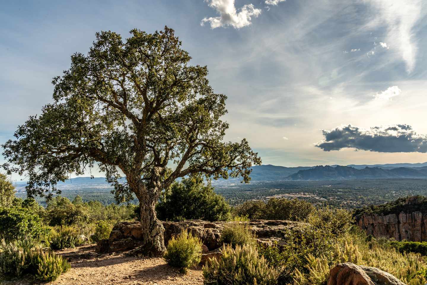 frankreich-cote-d-azur-landschaft-mit-baum-klein-g-1275507496.jpg