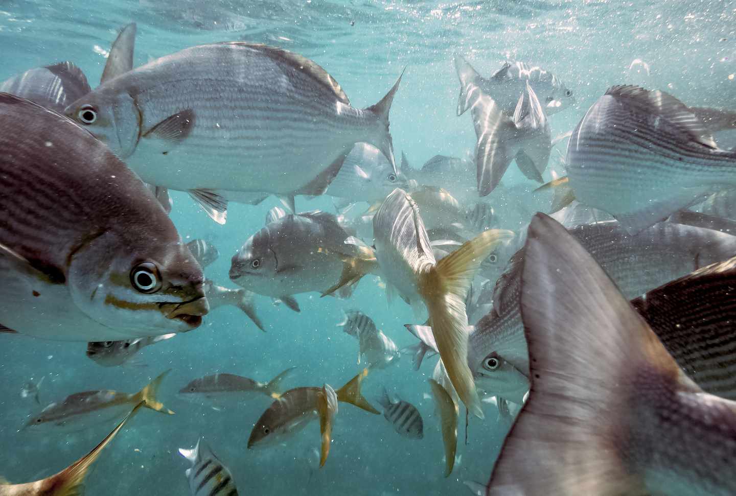 karibik-kuba-varadero-unterwasser-fische-g-978555838.jpg