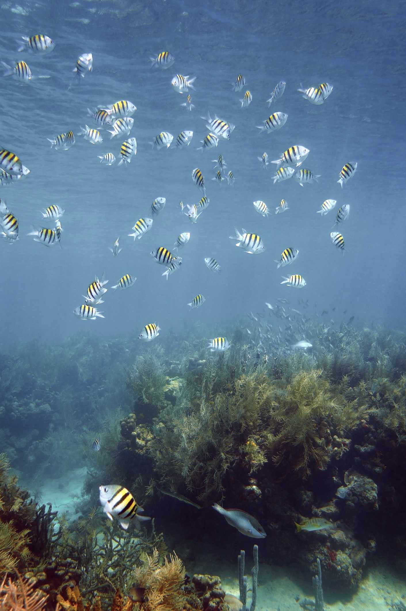 bltd868692c408e5264-Frankreich-Martinique-Fischschwarm-g-861688336.jpg Fischschwarm vor Martinique