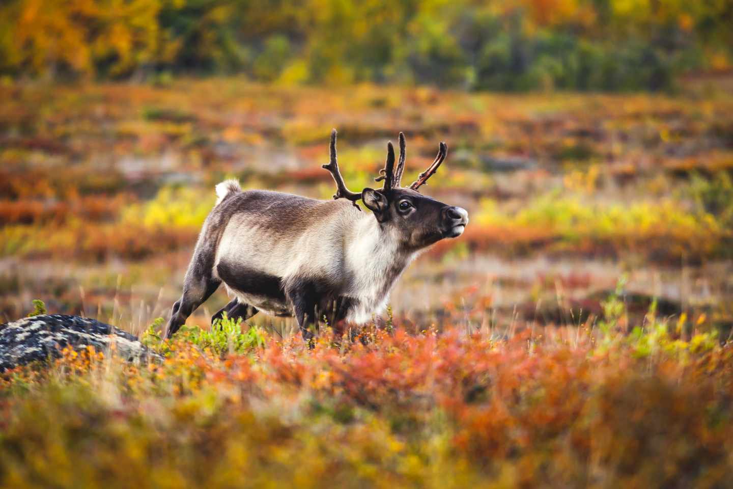 Schweden_Kiruna_Abisko Nationalpark_g-1206516444.jpg