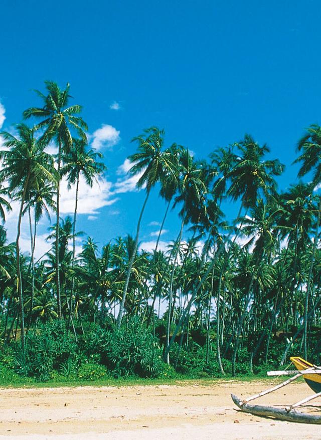 Reisekalender September. Frühbucherangebote. Strand und Palmen Sri Lanka.