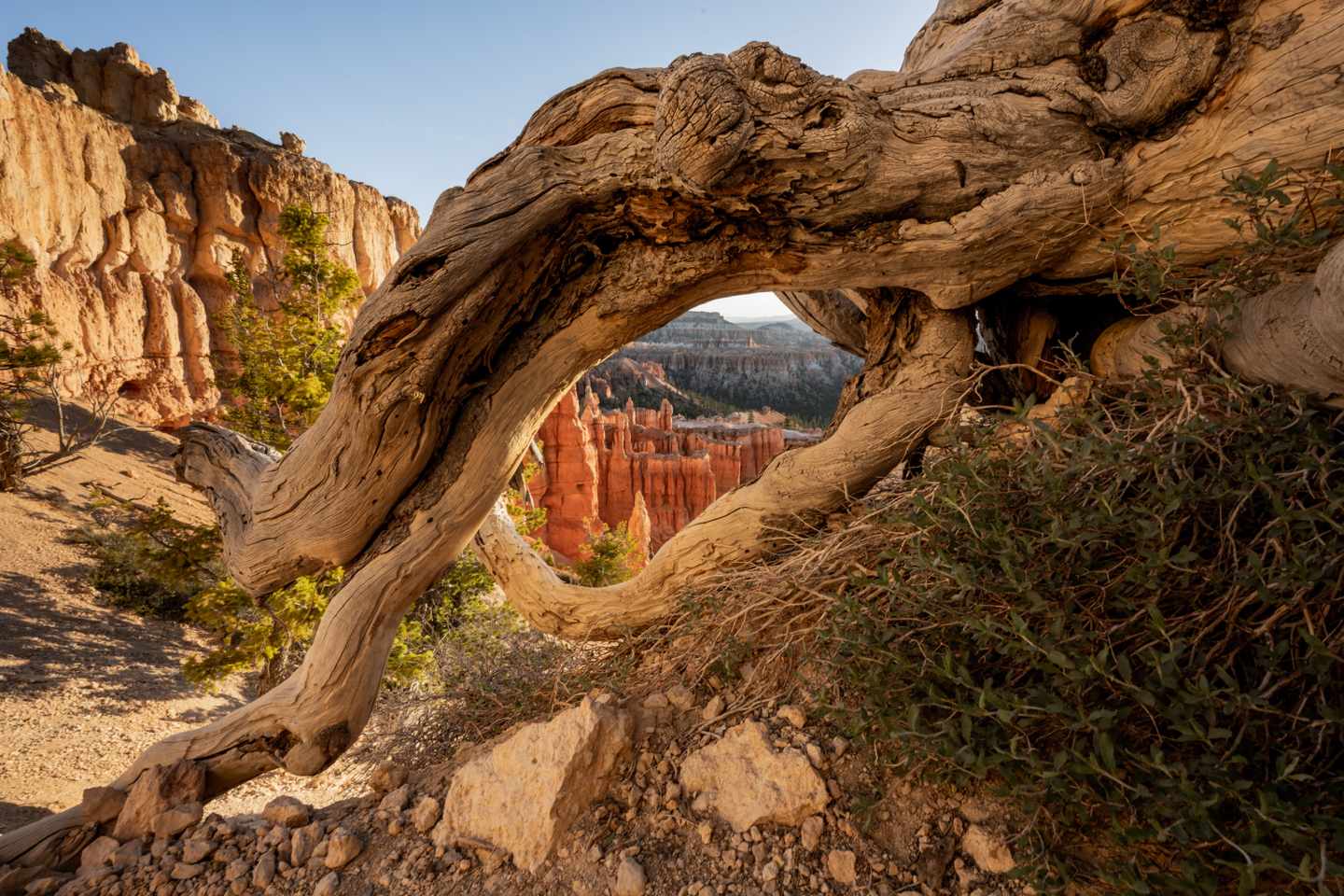 usa-utah-bryce-canyon-national-park-rim-trail-blick-durch-baumstumpf-g-1450660975.jpg