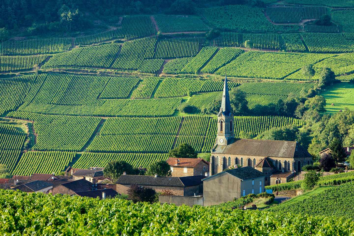 europa-frankreich-burgund-weinberg-p-W93959.jpg