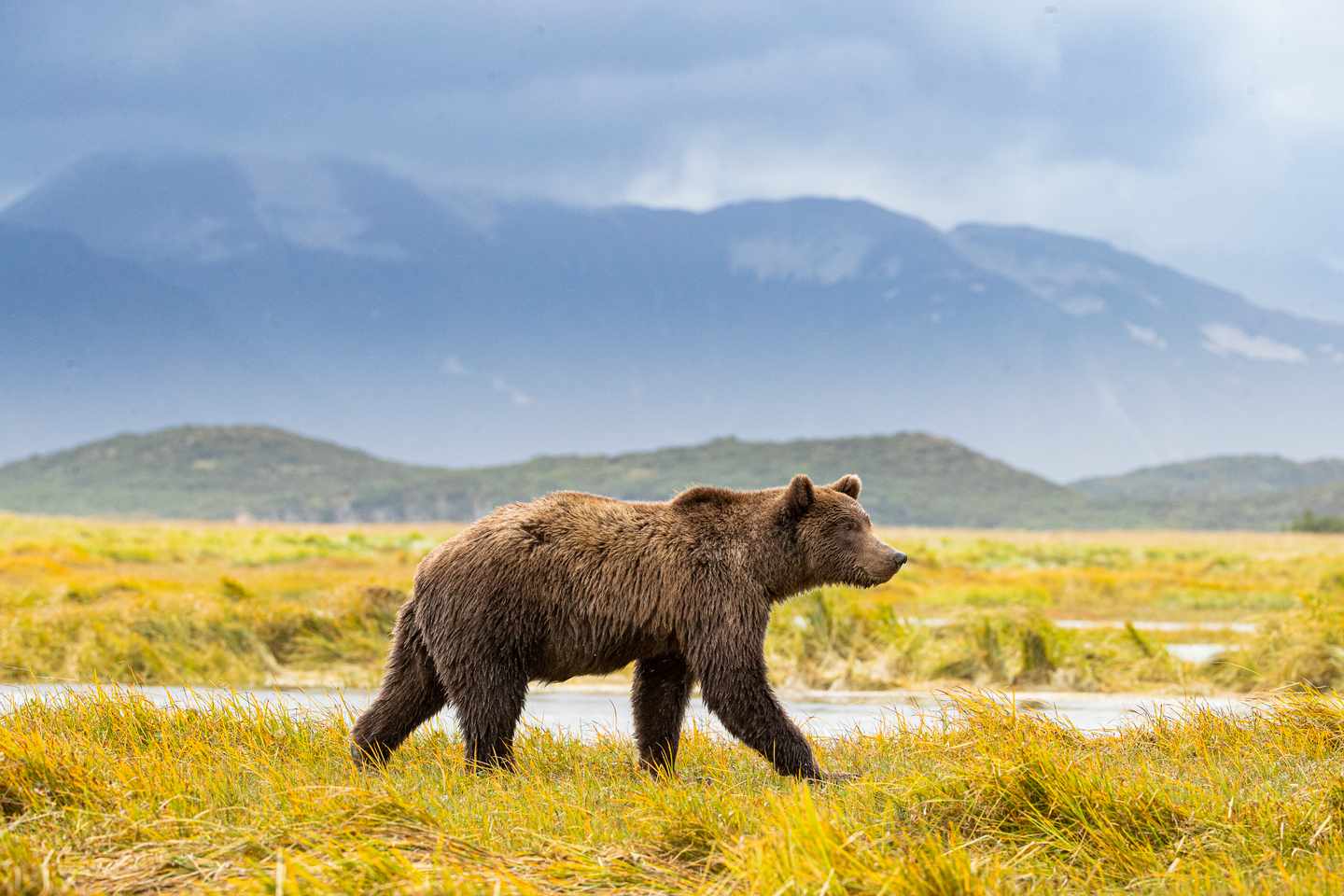 usa-alaska-grizzlybär-g-1289782644.jpg