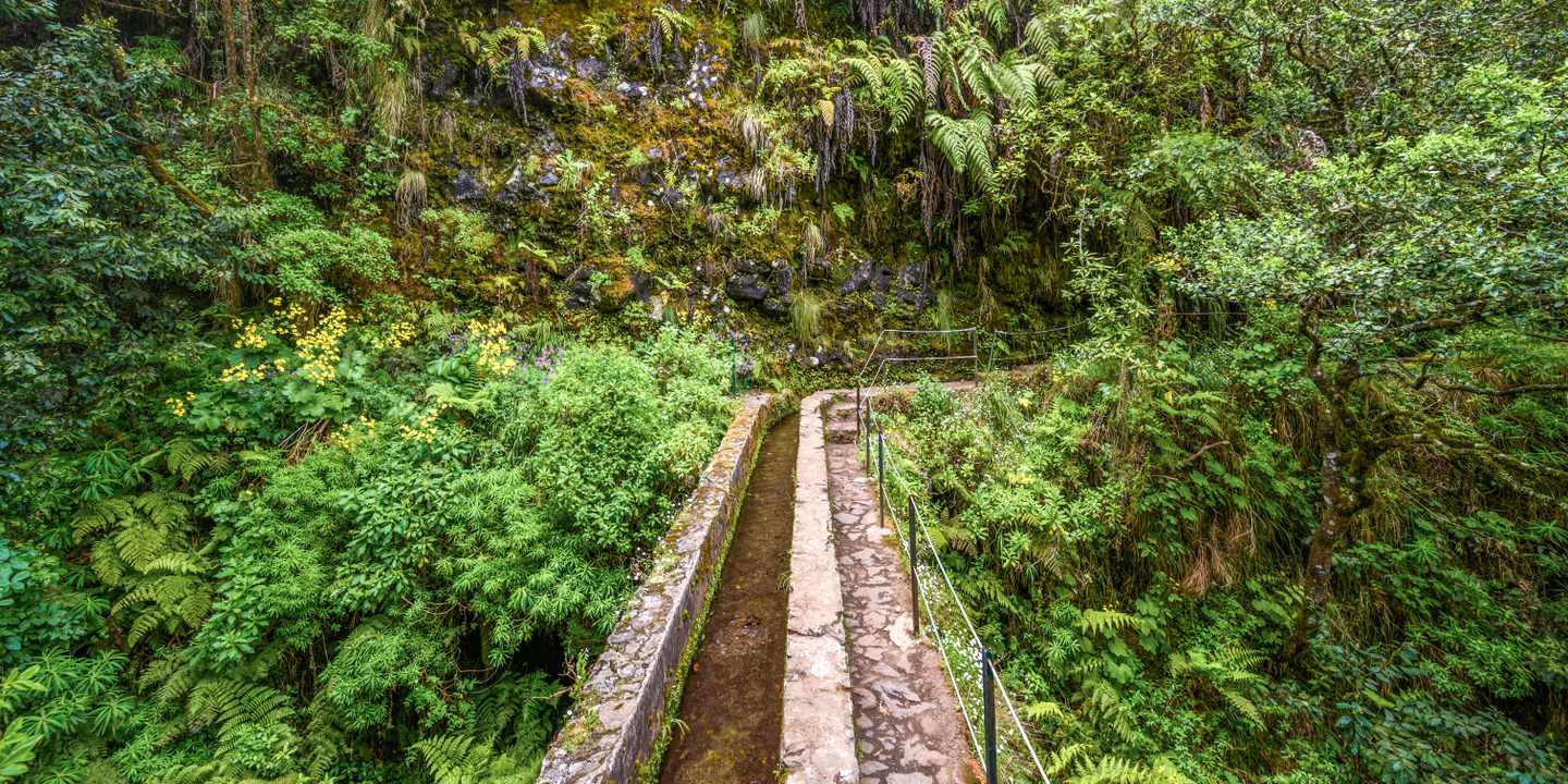 portugal-madeira-levada-caldeirao-verde-waldpfad-lorbeerwald-farne-g-1331153260.jpg