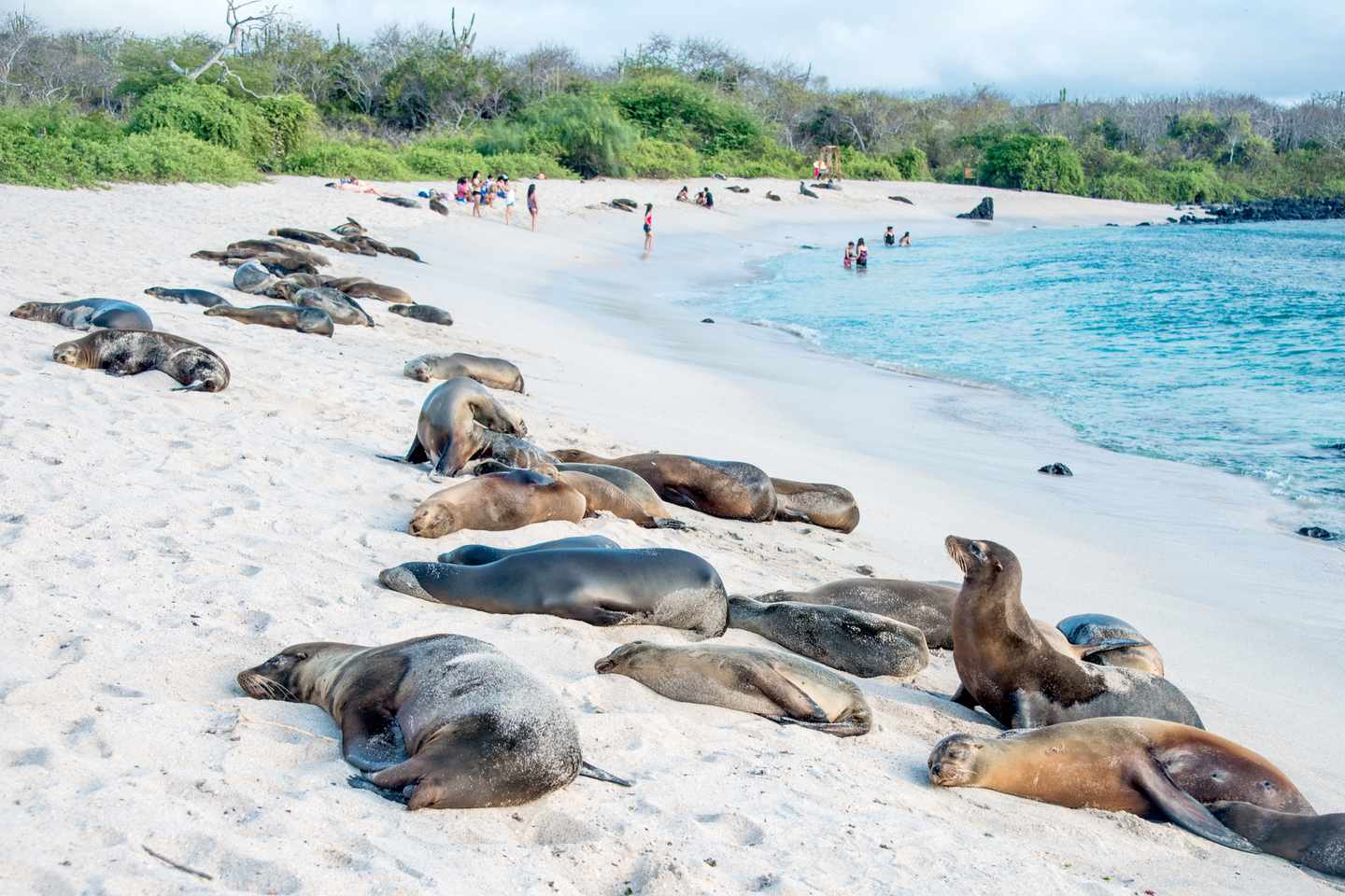ecuador-galapagosinseln-seeloewen-t-518948437.jpg
