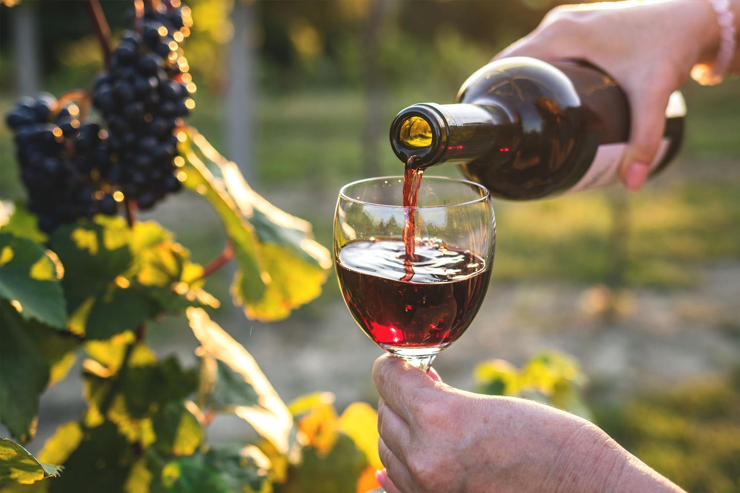 spanien-mallorca-kulinarik-rotwein-wird-in-weinglas-gegossen-vor-weinplantage-g-1273537439.jpg