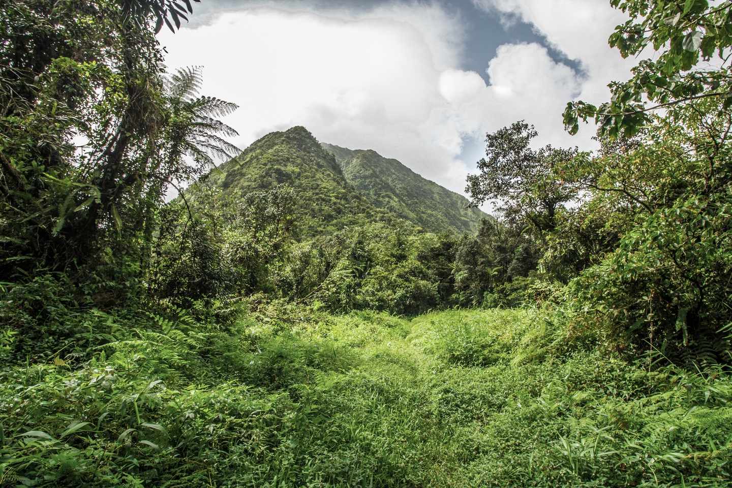 blte84b88180f244b9b-Frankreich-Martinique-Dschungel-Berge-g-1074736476.jpg Dschungel und Berge auf Martinique