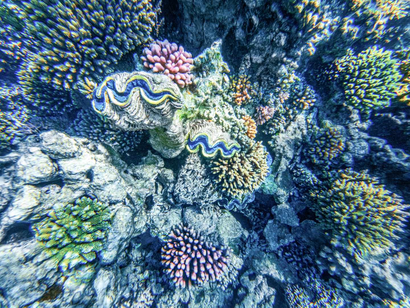 ägypten-el-gouna-destination-day-DJI_20251204094154_0077_D_001-Bearbeitet.JPG Bunte Korallen und Riesenmuscheln in der Unterwasserwelt des Roten Meeres vor El Gouna in Ägypten