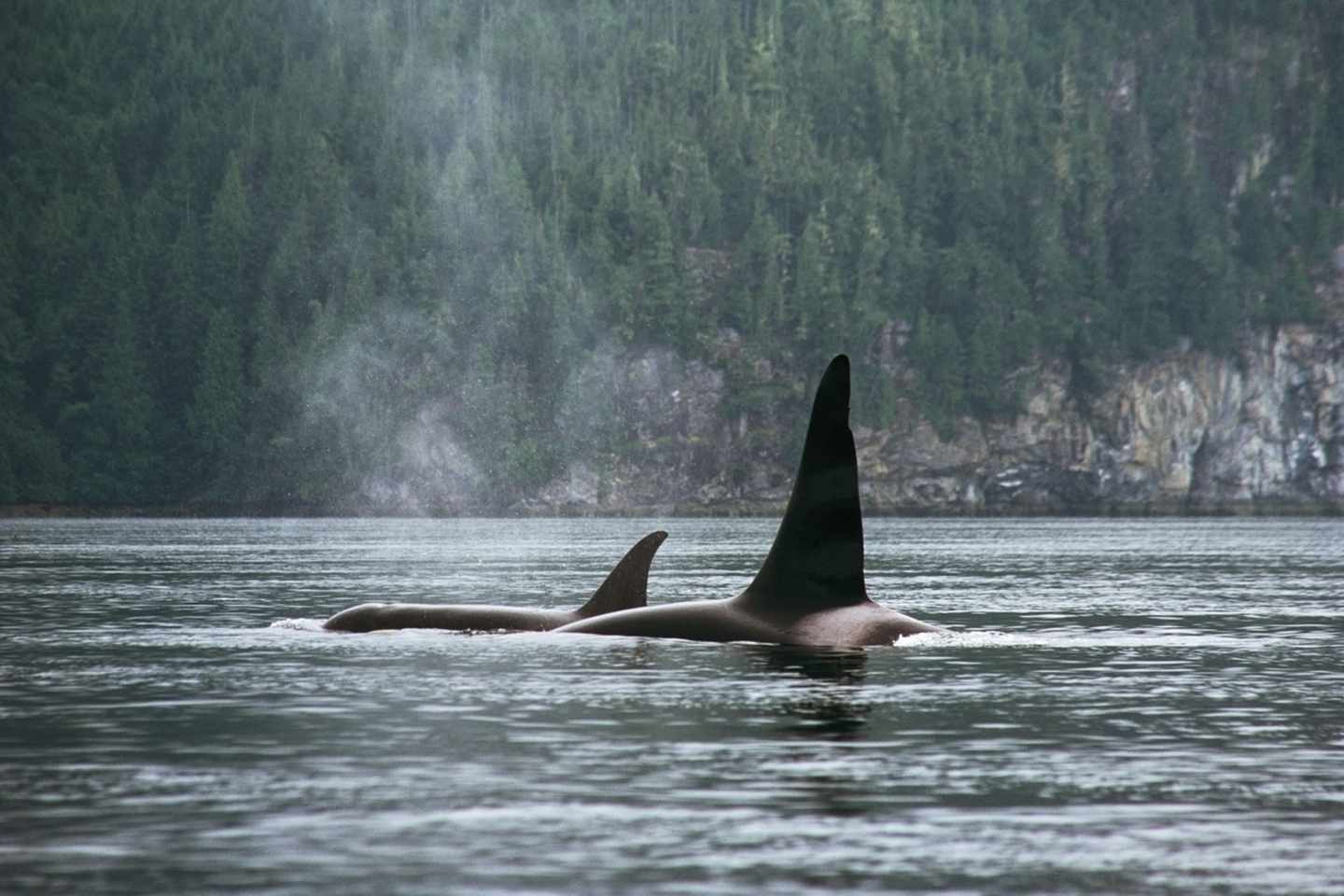 blt08069550c77a7b29-kanada-british-columbia-wale-drei.jpg Wale