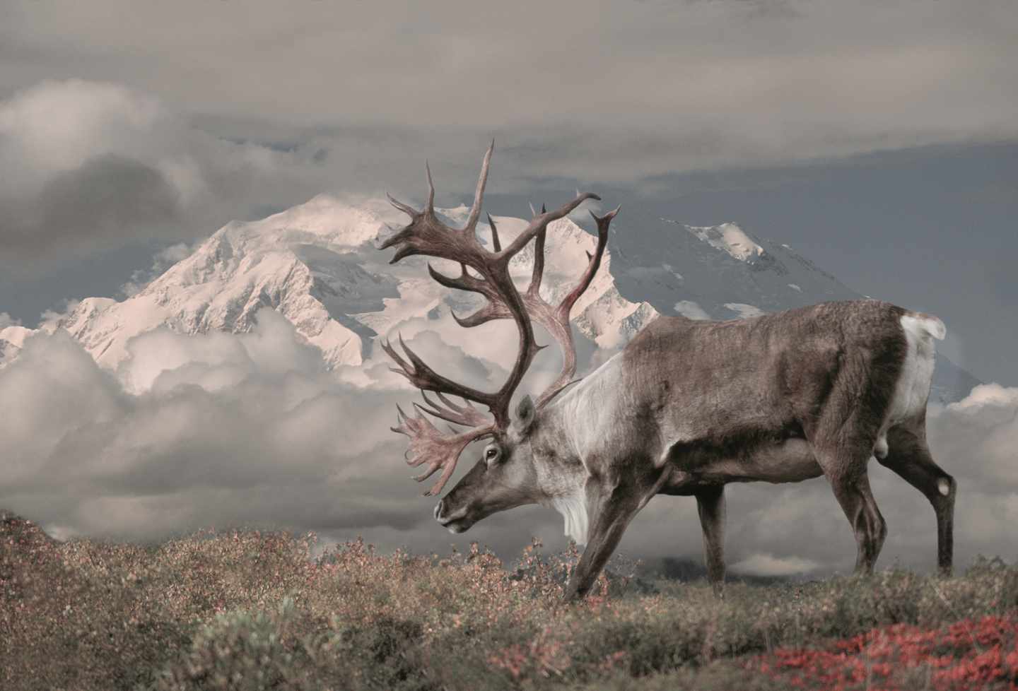 usa-alaska-denali-nationalpark-mount-mckinlely-karibu-g-154113792.jpg