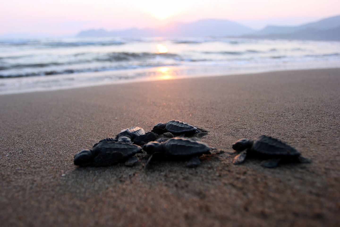 tuerkei-mua-iztuzu-strand-baby-caretta-schildkroete-g-1295028131.jpg