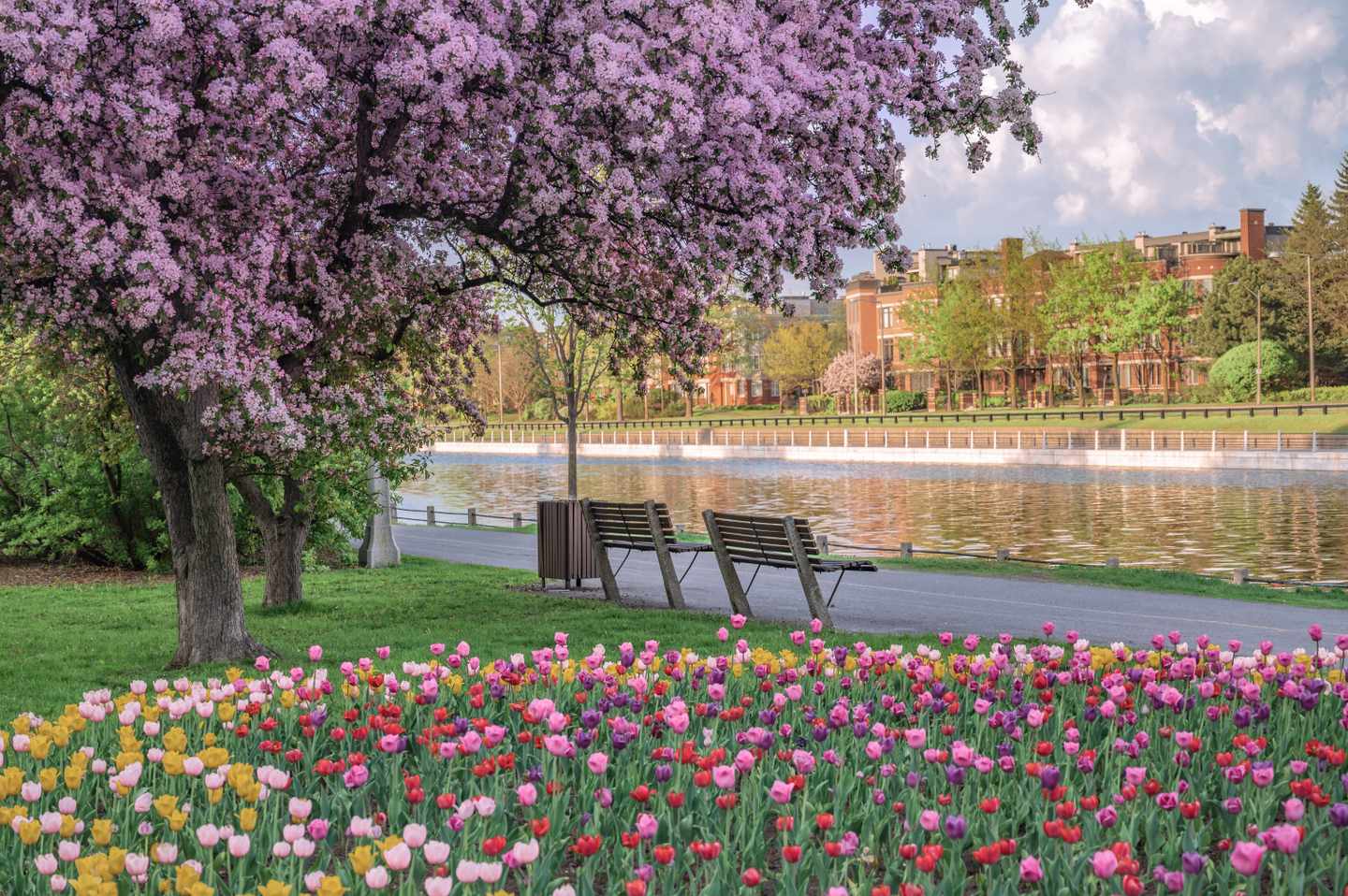 kanada-ottawa-tulpenzeit-g-1748765968_bearbeitet.jpg