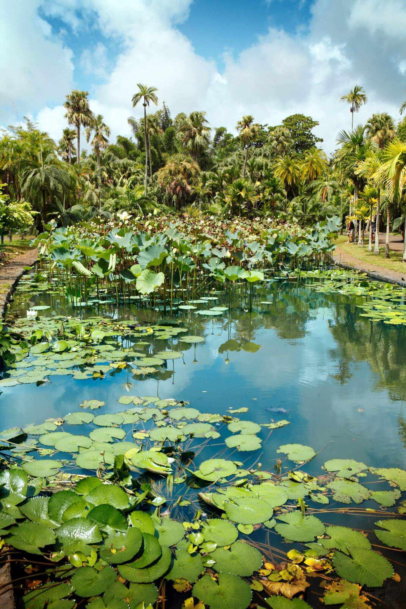 blt46be778bfcc4b3a0-mauritius-pamplemousse-botanischer-garten-g-174857562.jpg Seerosenteich im Botanischen Garten in Pamplemousse