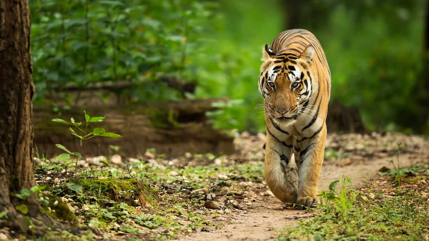indien-tiger-t-626850736.jpg