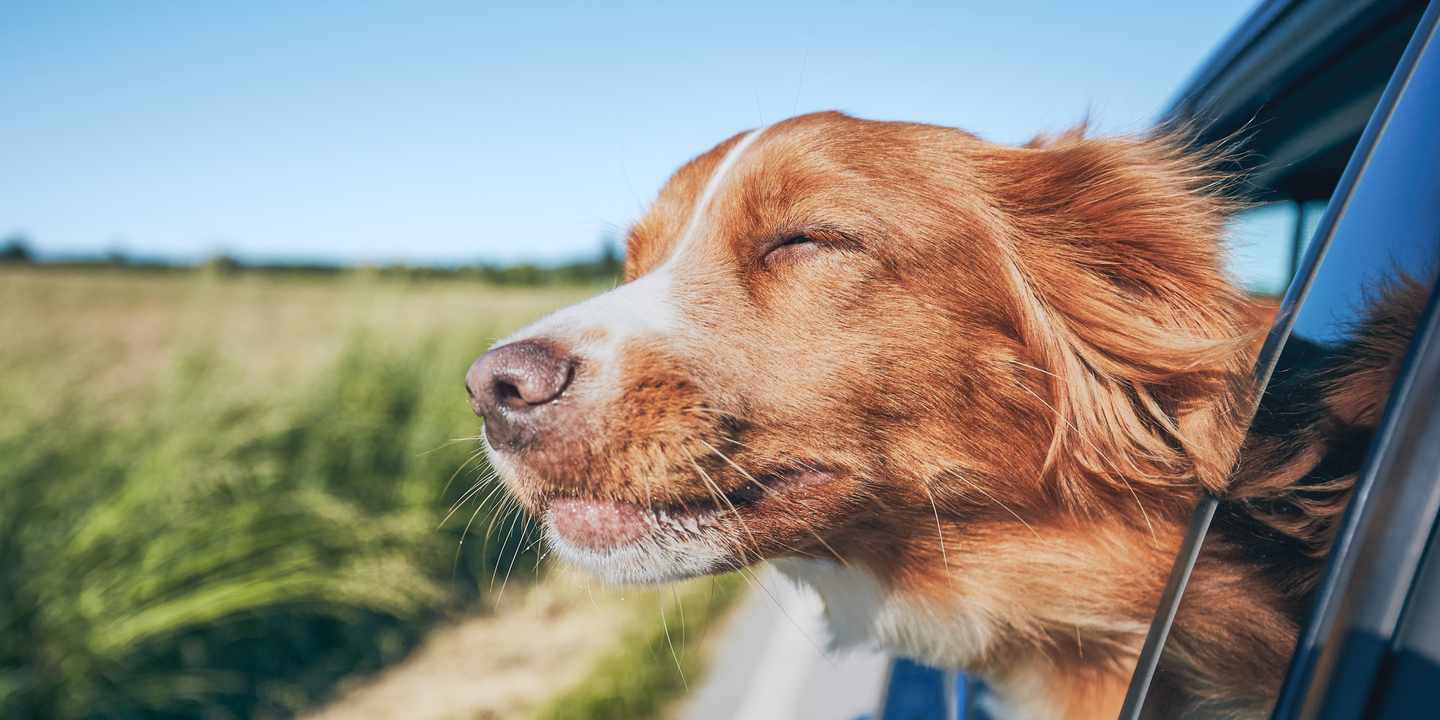 urlaub-mit-hund-ein-hund-schaut-aus-dem-autofenster-und-geniesst-den-fahrtwind-g-1155030342.jpg