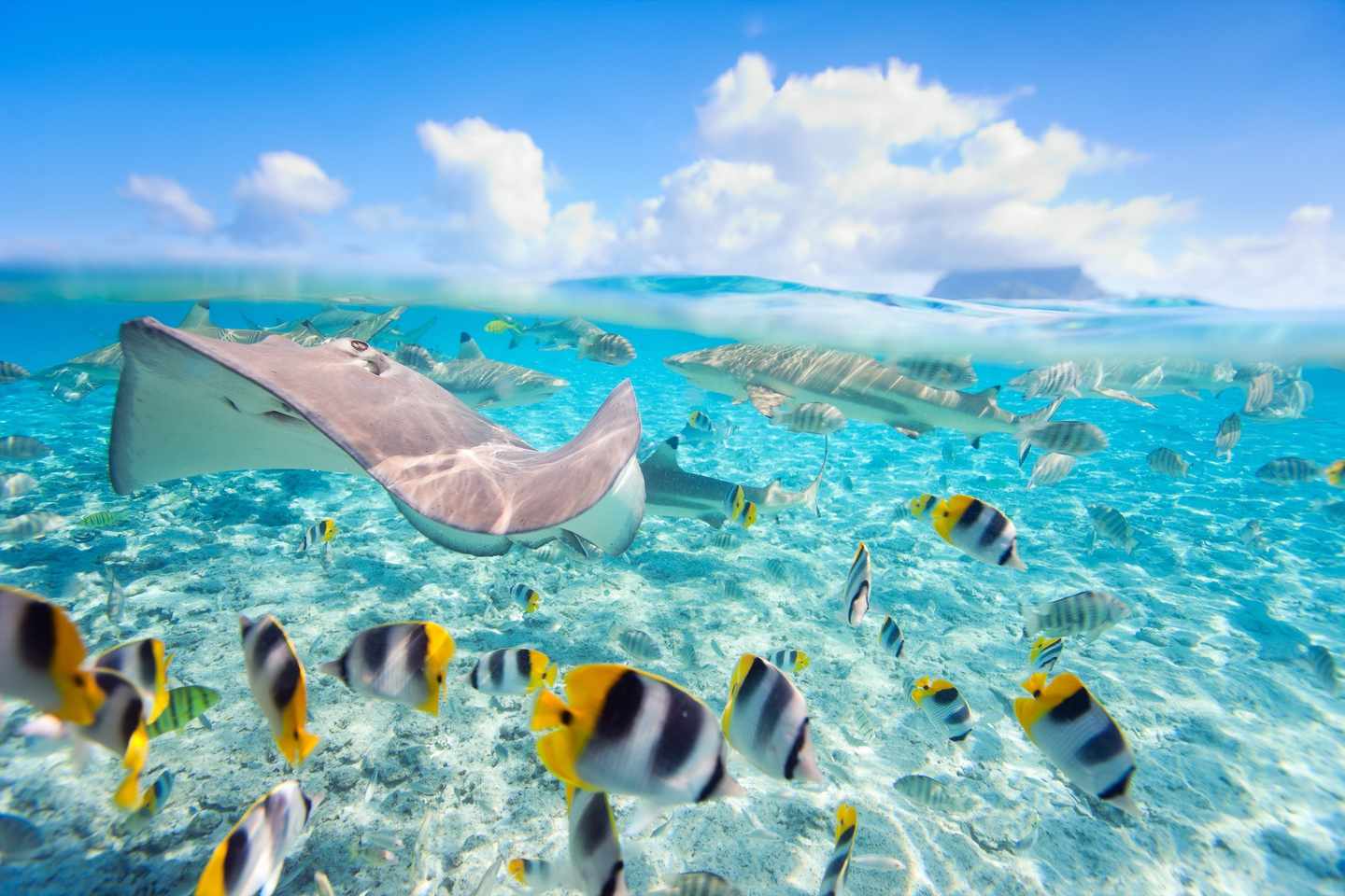 bora-bora-unterwasserwelt-t-153888618.jpg