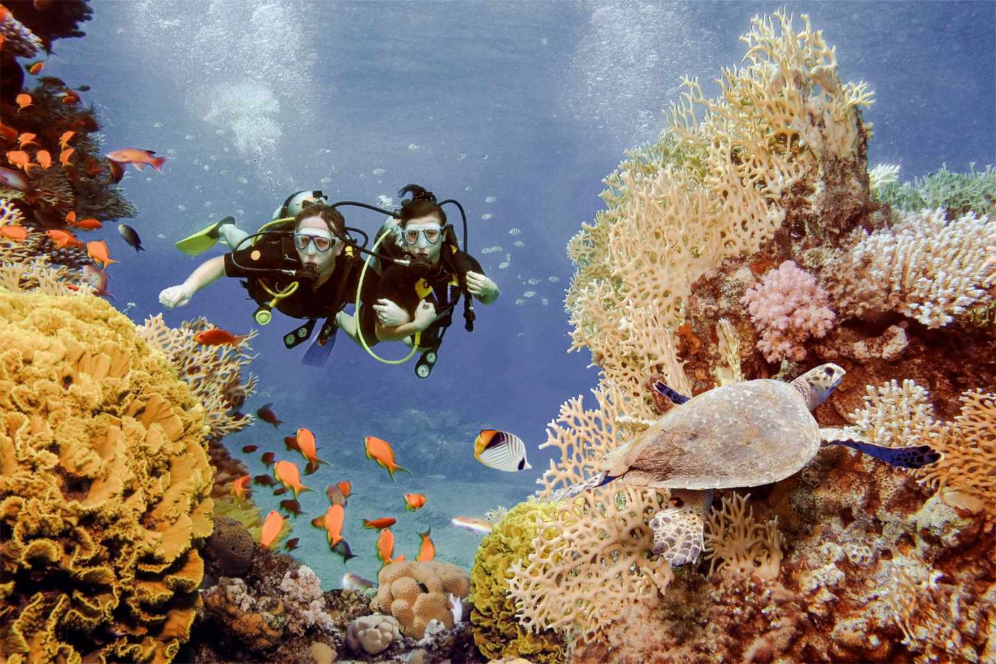 malediven-taucher-unter-wasser-mit-schildkroete-g-696535576.jpg