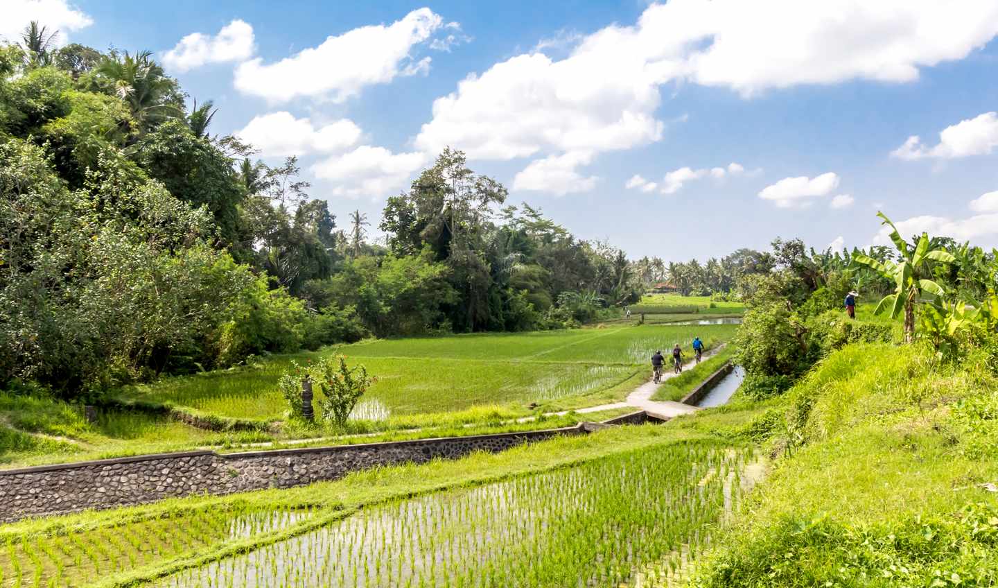 indonesien-bali-ubud-g-1065368476.jpg