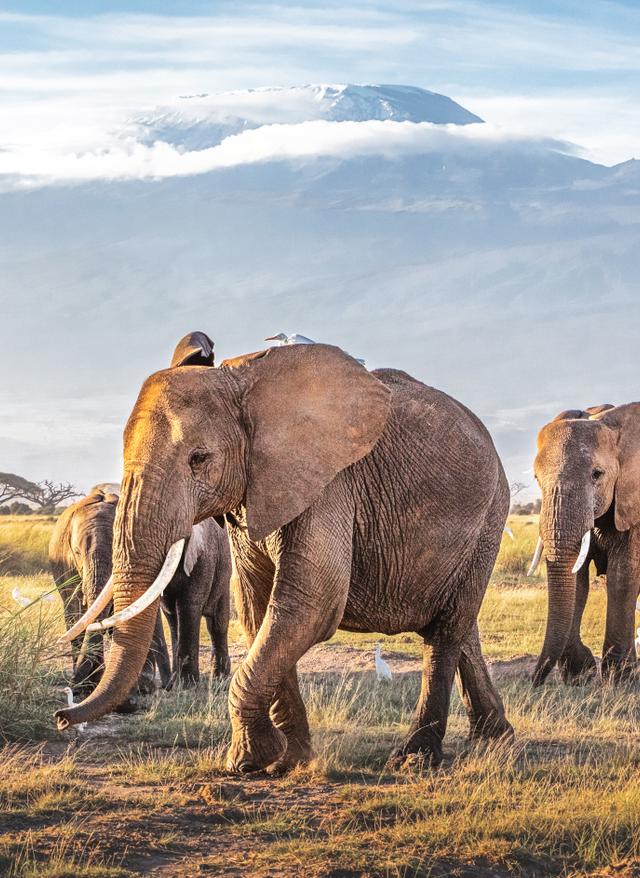 Kenia Safari