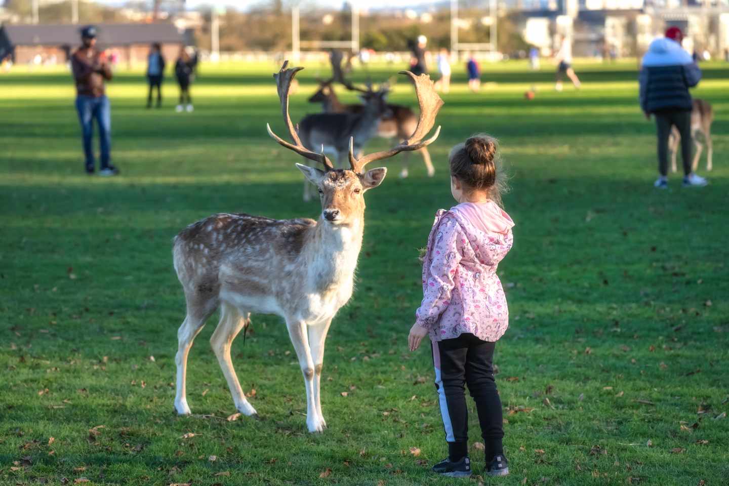 irland-dublin-maedchen-fuettert-damhirsch-im-phoenix-park-g-2168956707.jpg