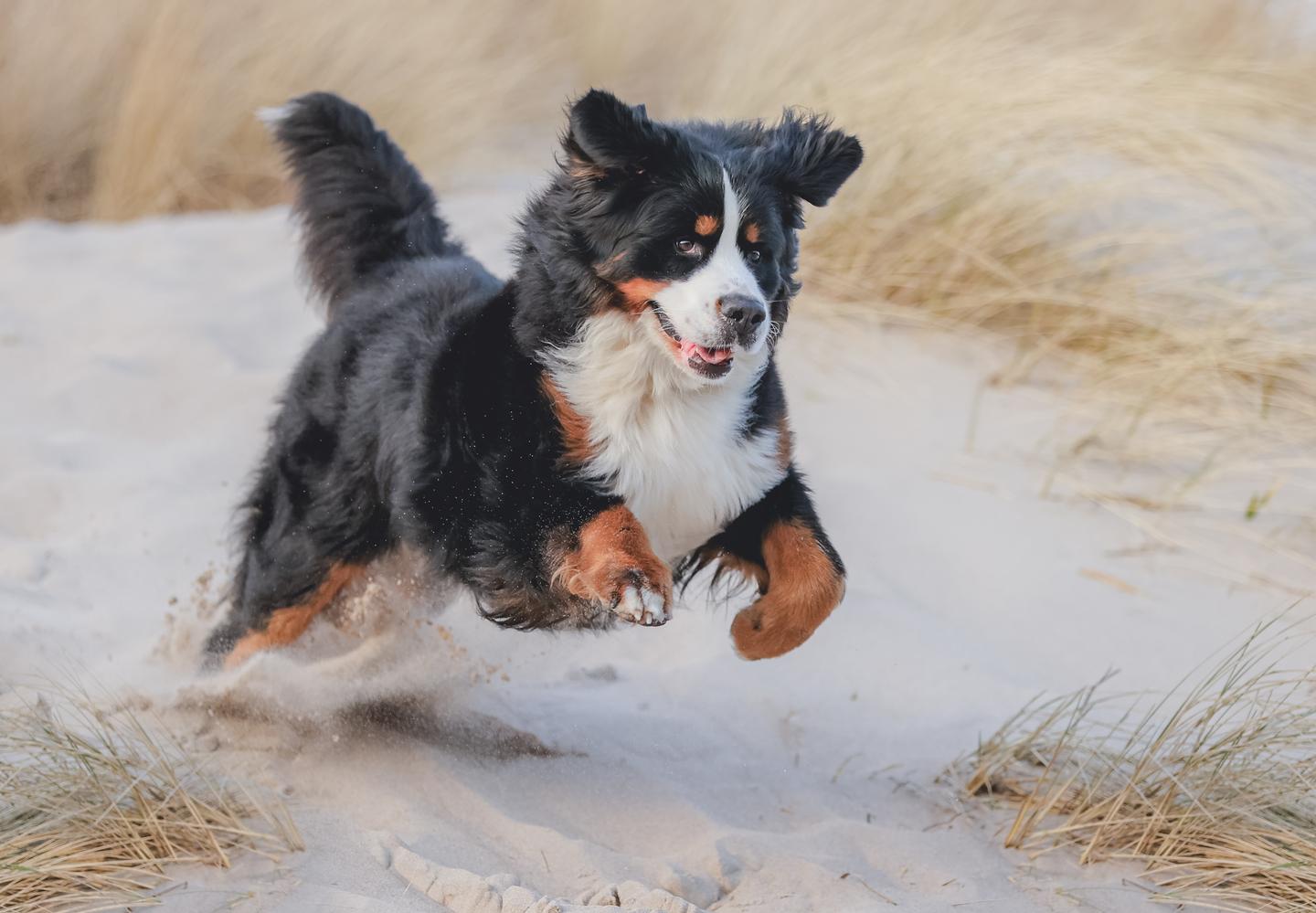 daenemark-hund-in-duenen-am-strand-g-1476543991_bearbeitet.jpg