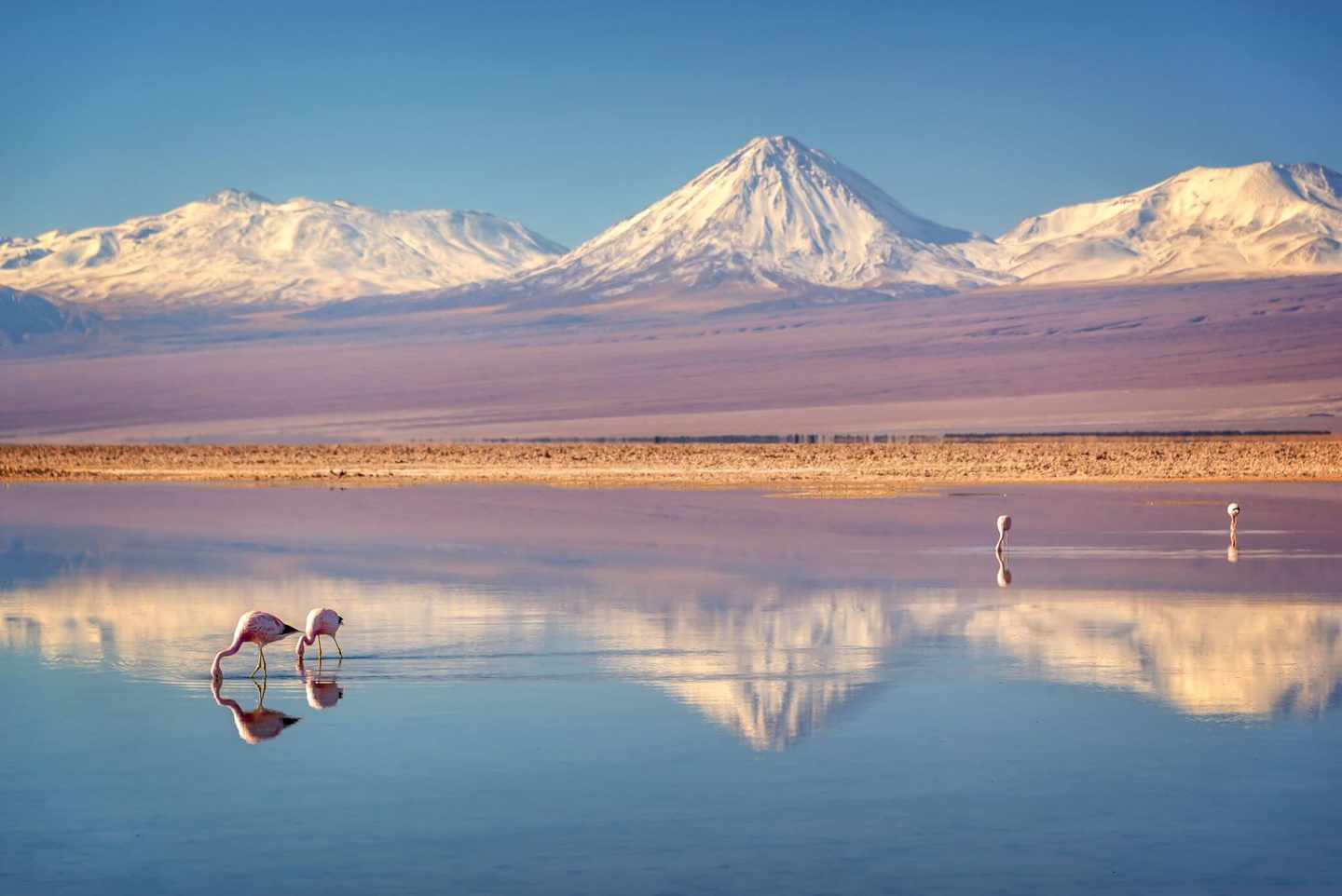 chile-atacama-licancabur-vulkan-flamingos-g-1026554558.jpg