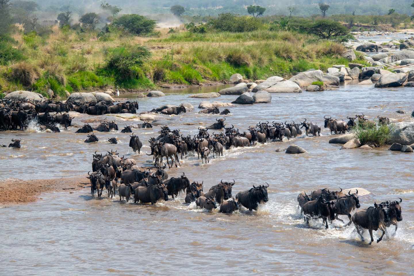 tansania-gnus-zebras-massai-fluss-g-1888978967.jpg