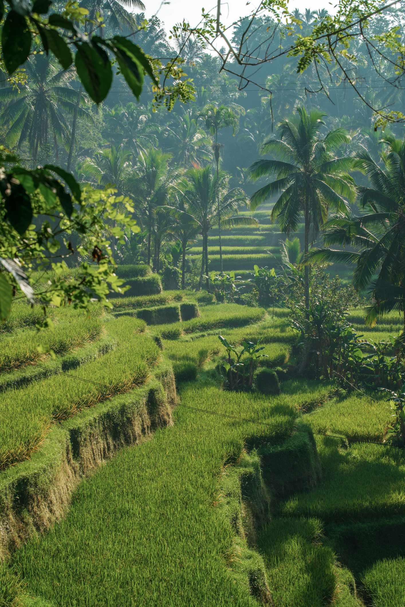 blt53259385c55ab0e9-indonesien-bali-reisterrasse-g-1491639450.jpg Reisterrassen besuchen im Bali-Urlaub