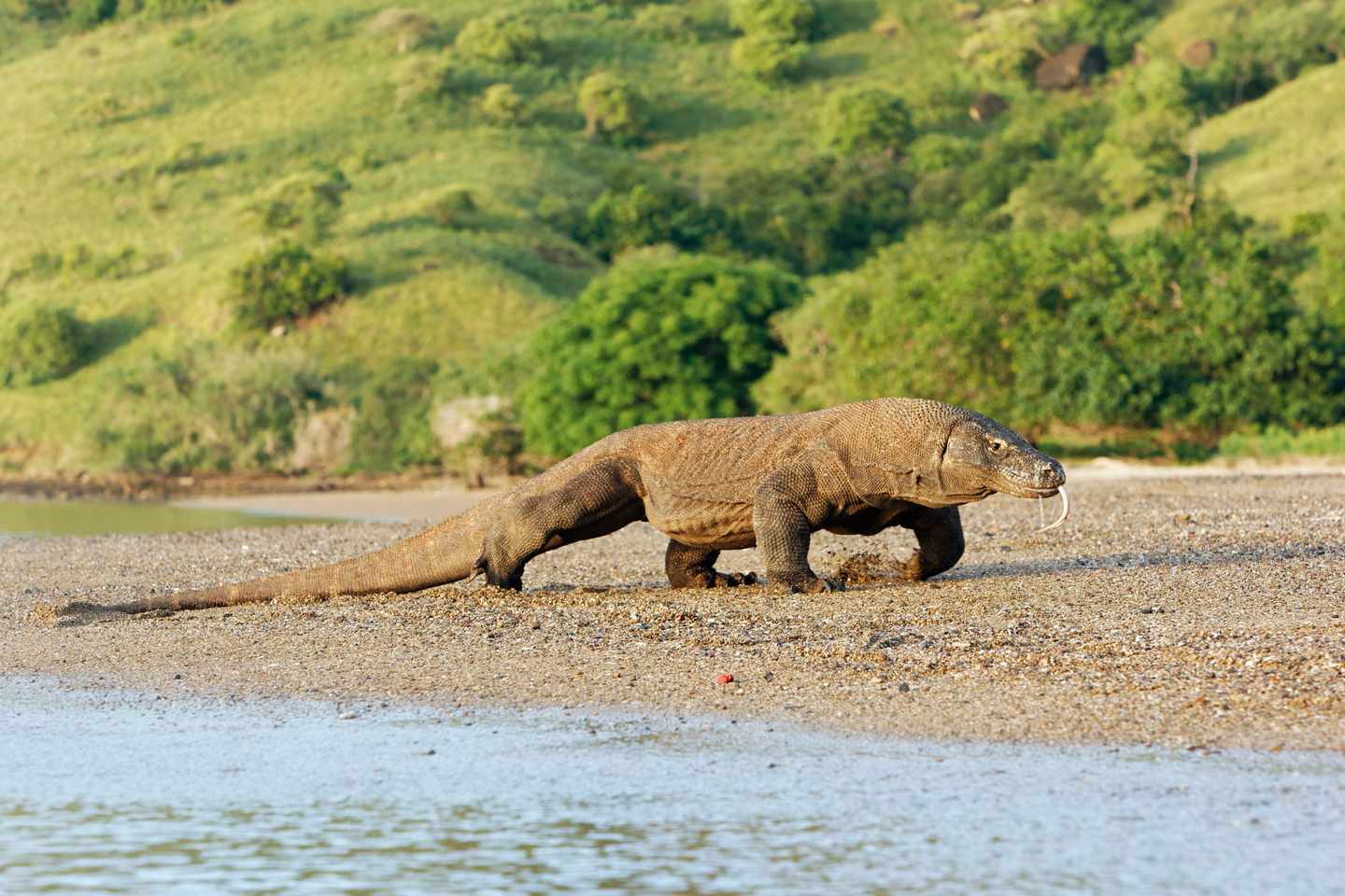 indonesien-komodowaran-g-173763677.jpg
