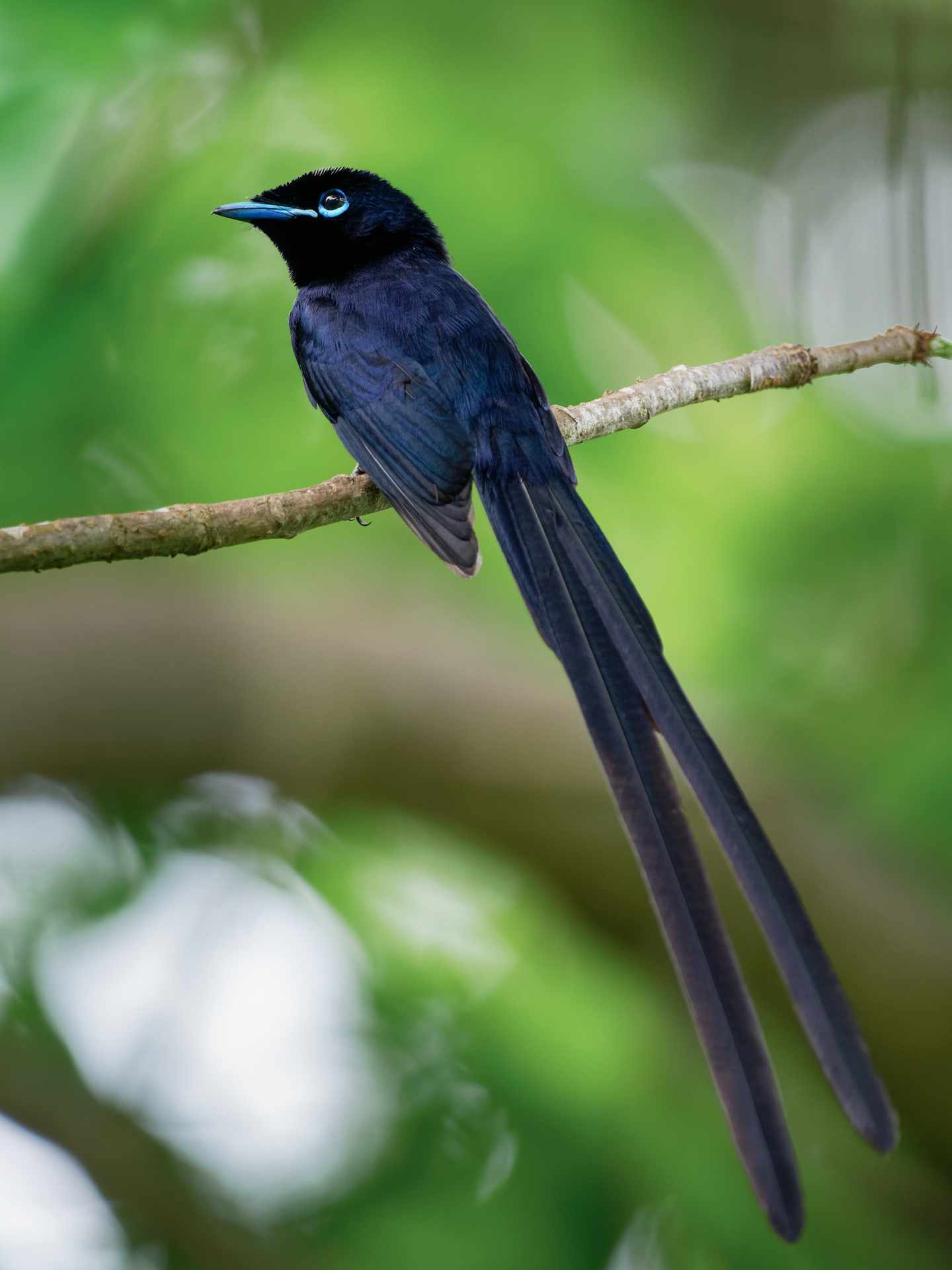 blt0ff40185c4de6a0c-Ostafrika-Seychellen-Fliegenf_nger-Vogel-g-1198719454.jpg Fliegenfänger Vogel