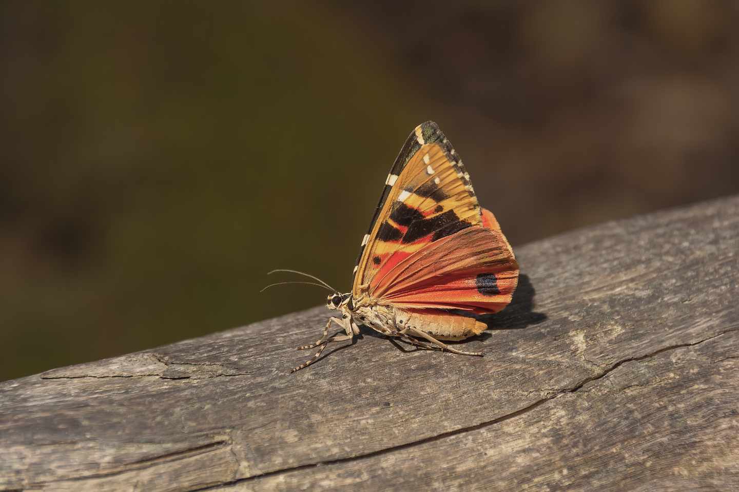 griechenland-rhodos-schmetterlingstal_schmetterling-g-1168171889.jpg