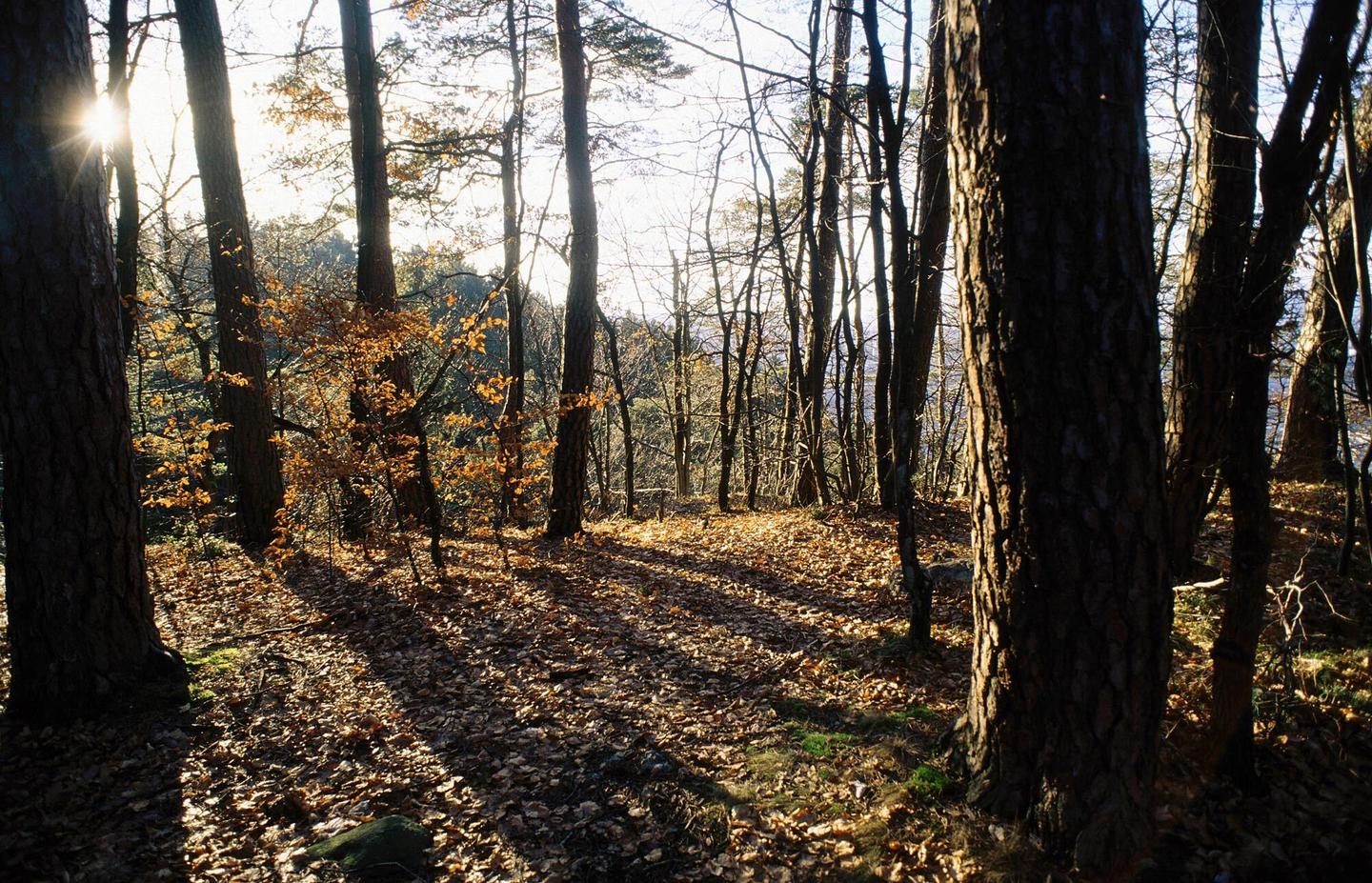 deutschland-thueringer-wald-t-78255125.jpg