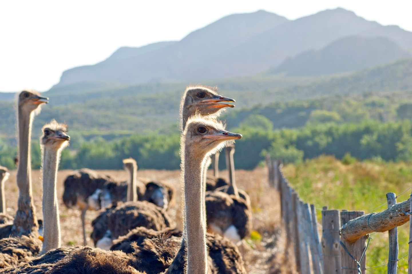 suedafrika-straussenfarm-t-160825268.jpg