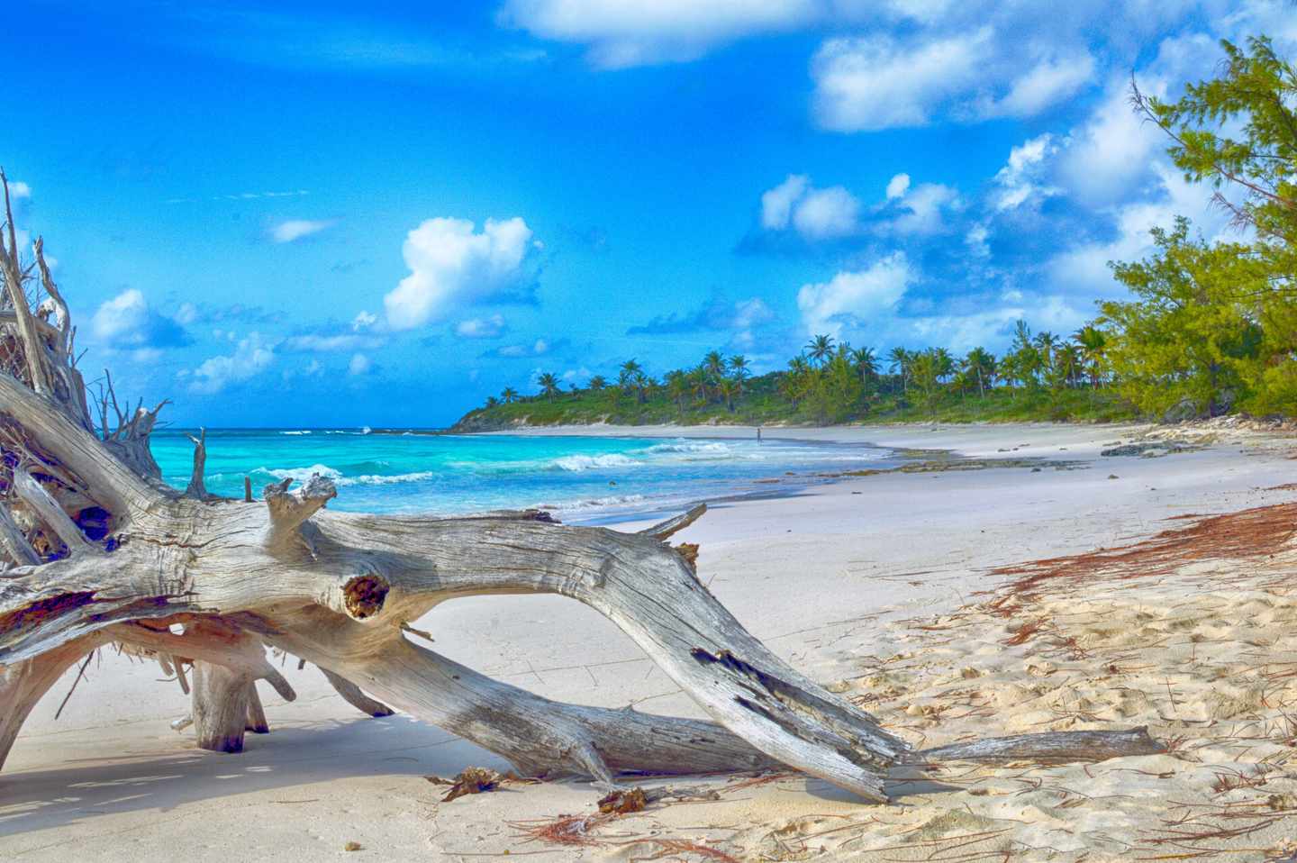 bahamas-strand-mit-treibholz-klein-g-645098906.jpg