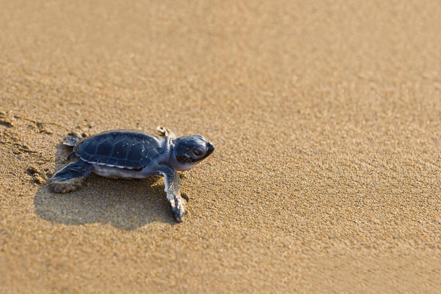 vae-echte-karettschildkroete-sand-g-93046815.jpg