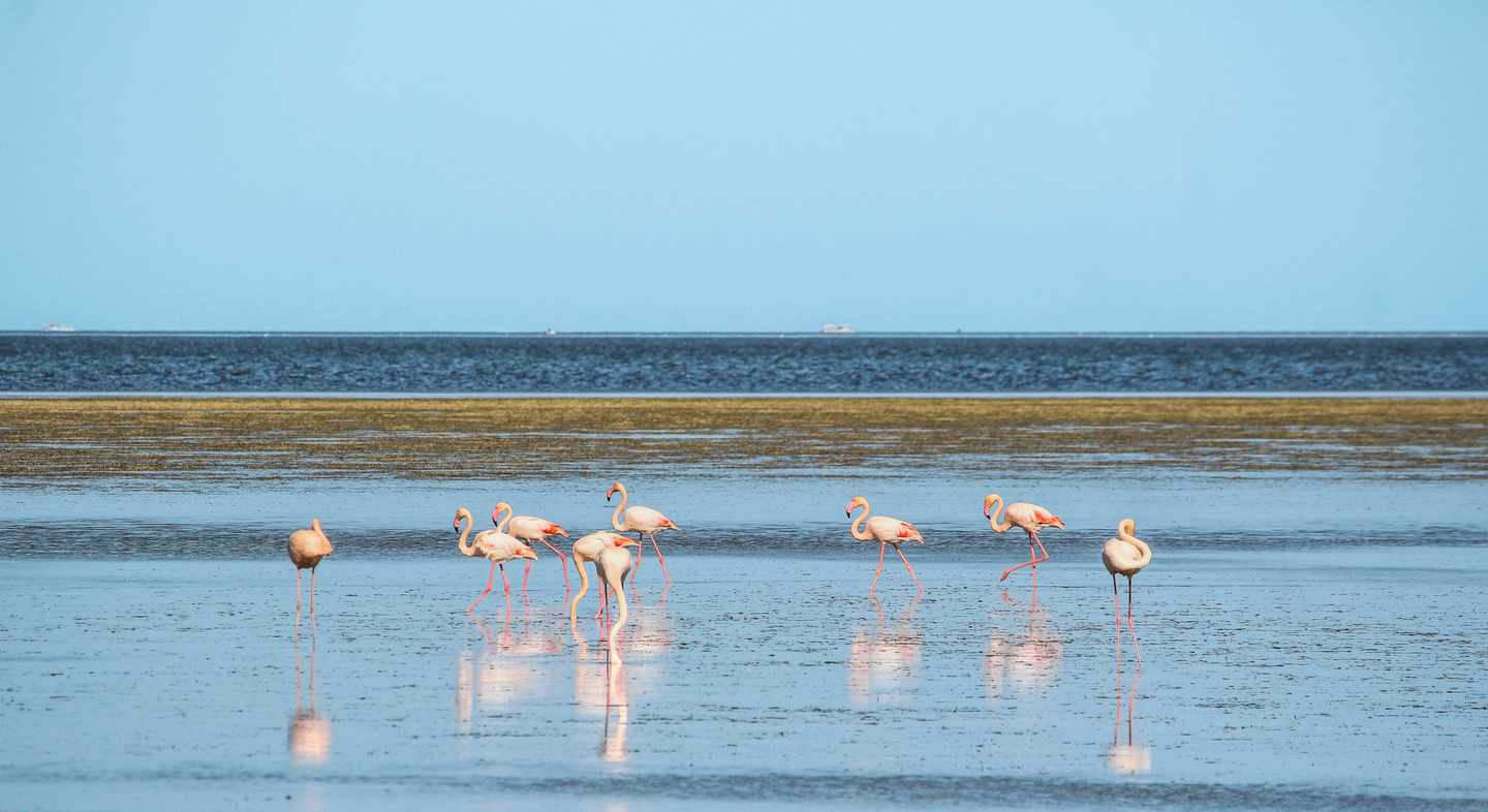 Flamingos stehen im flachen Wasser vor der Küste der Flamingoinsel bei Djerba in Tunesien