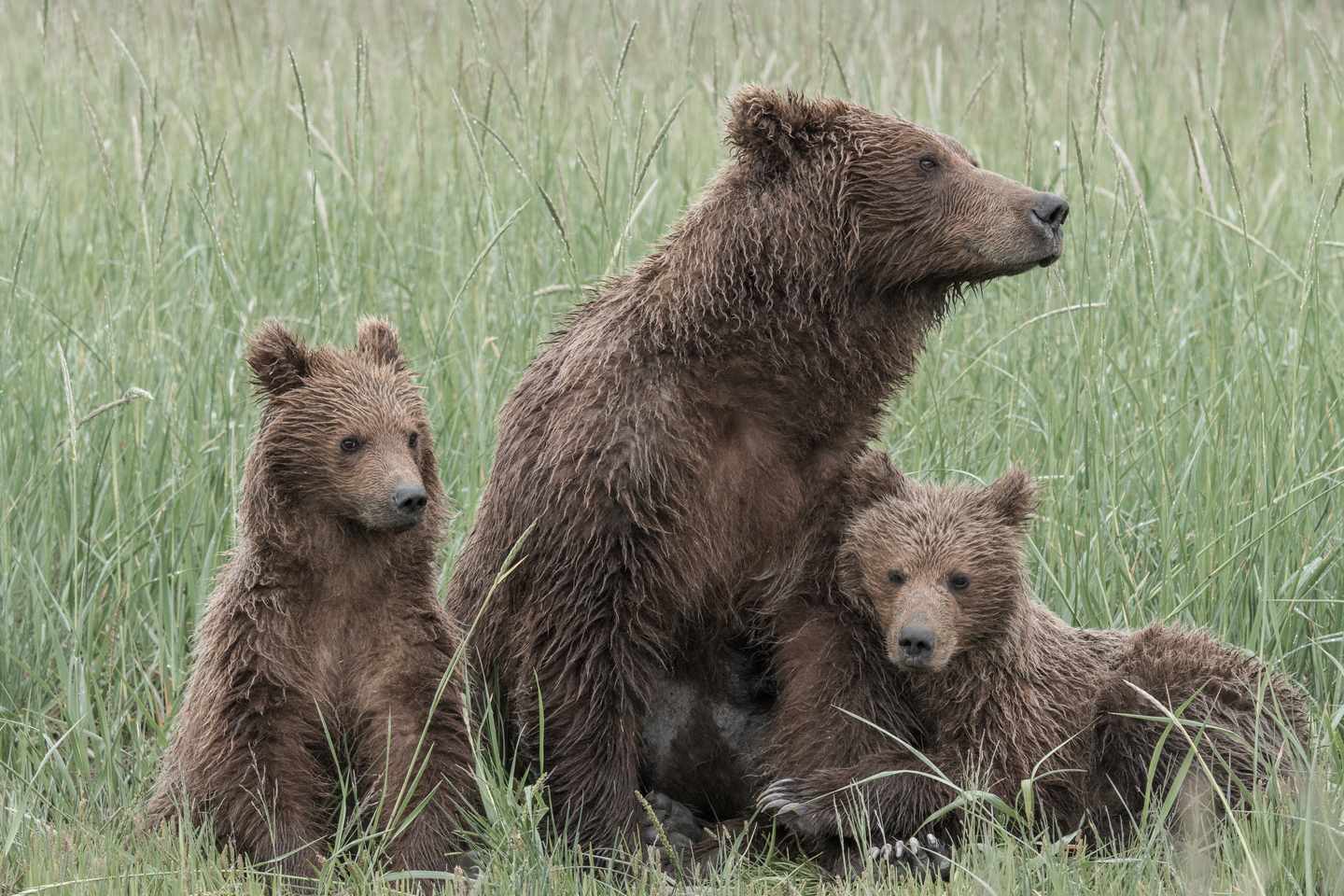 usa-alaska-grizzlys-mutter-jungen-g-1004225522.jpg