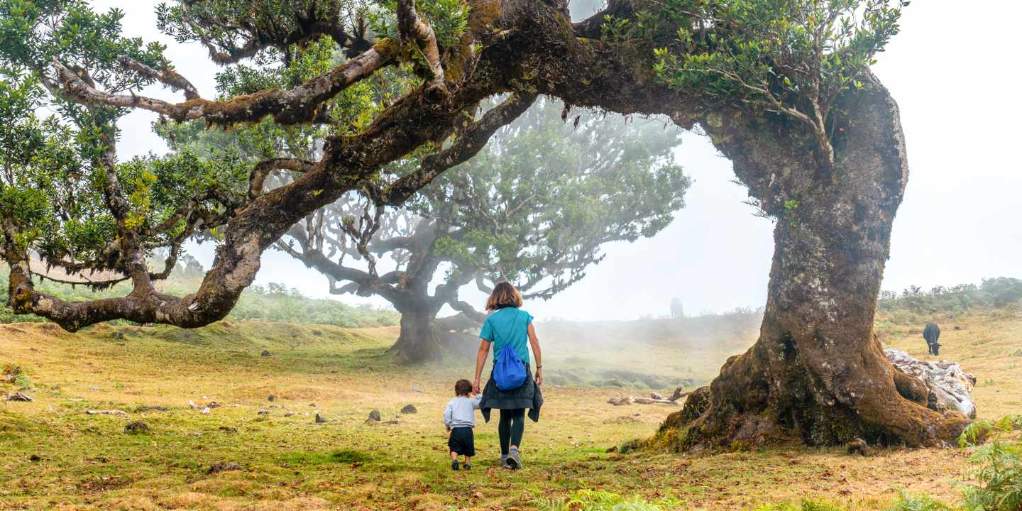 portugal-madeira-mutter-mit-kind-unter-lorbeerbaum-im-fanalwald-g-1420926613.jpg