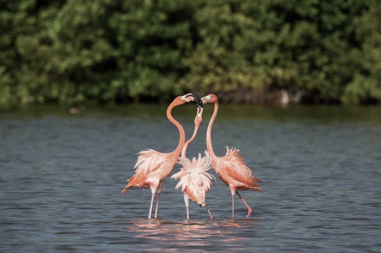 karibik-kuba-varadero-flamingos-g-499651870.jpg