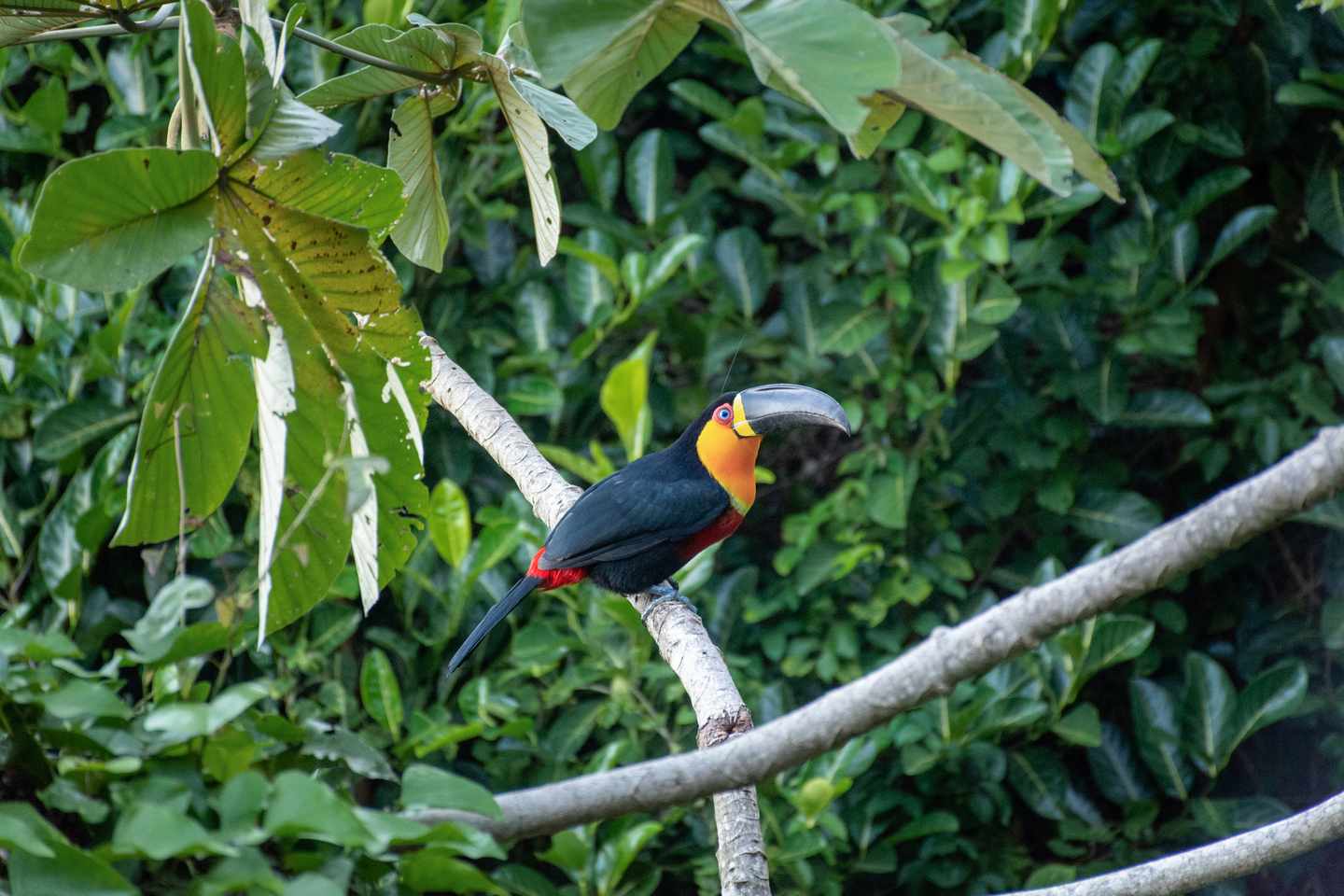 blt54cd8578795b8d97-brasilien-rio-de-janeiro-vogel-im-dschungel-g-1317526438.jpg Vogel im Dschungel: Entdeckertour durch Rio de Janeiro