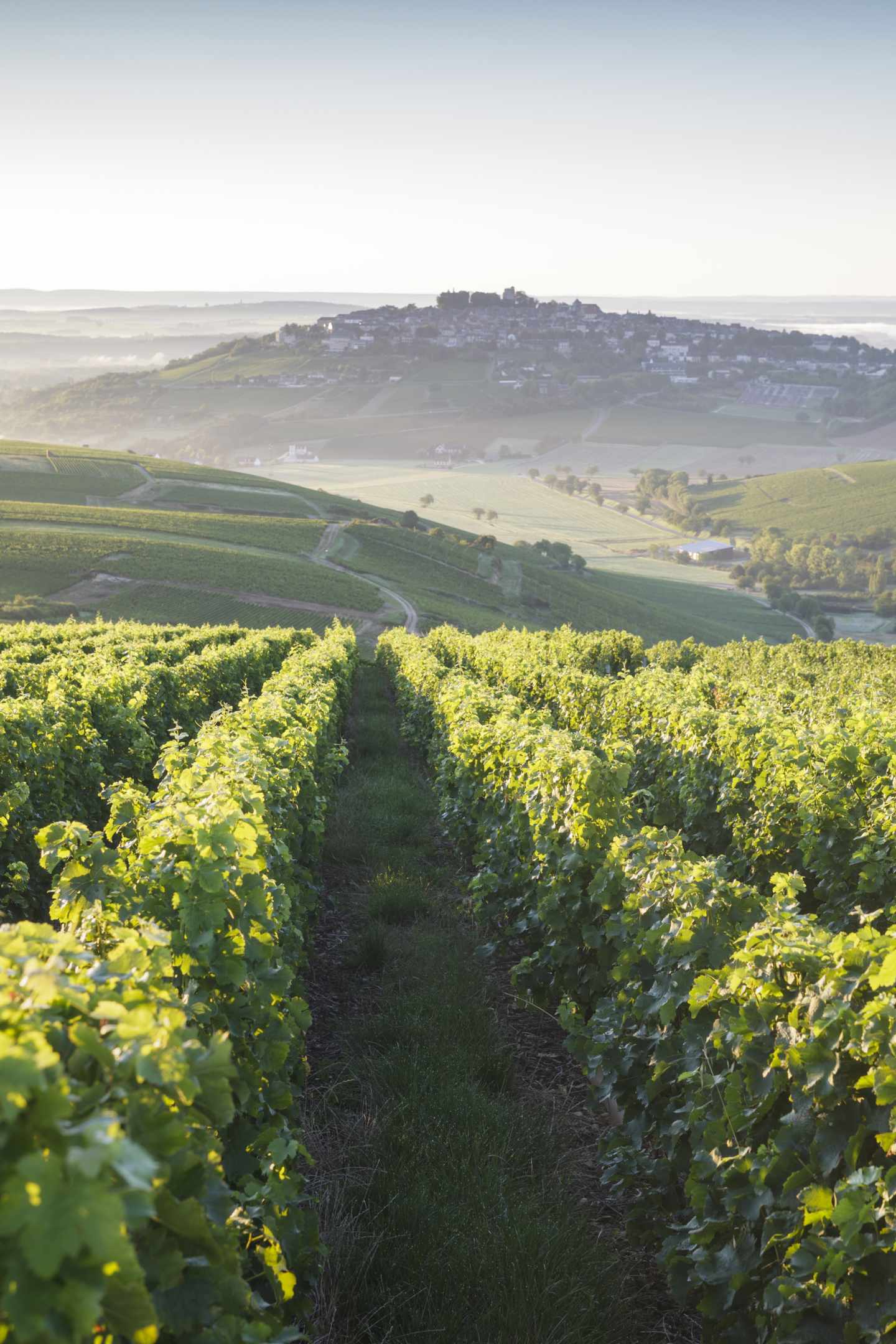 bltf01d098a5d58299d-Frankreich-weinberge-sancerre-g-1219310717-1.jpg Blick auf Weinberge in Frankreich und Sancerre auf einem Hügel im Hintergrund